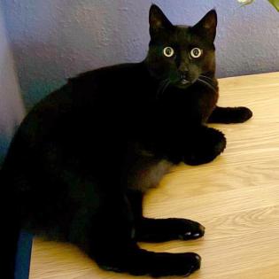 LUNA und KIKI - europäische Kurzhaarkatze - Tierhilfe-Franken e.V.