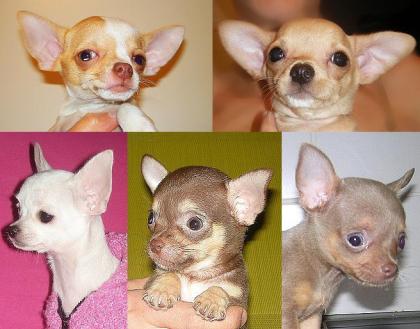 CHIHUAHUA WELPEN