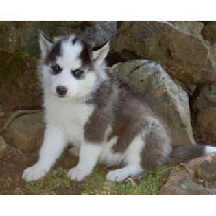 Schönstes gesunden reinen Rasse Siberian Husky Welpen mit blauen Augen