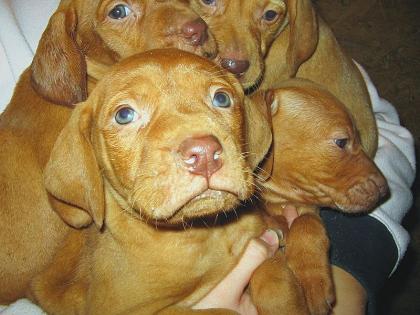 Magyar Vizsla welpen zu verkaufen