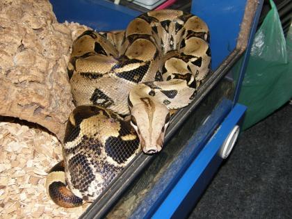 Pärchen Boa constrictor imperator 100% Het für Albino