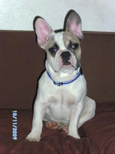 Französische Bulldogge / Rüde 9 mon 