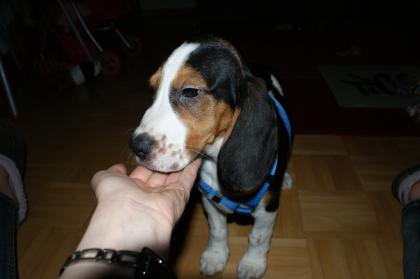 12Wochen junger reinrassiger tricolor Beagle Rüde mit Papieren!!! 