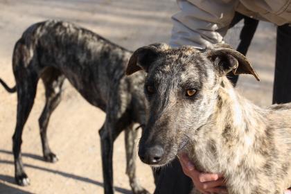 Diese Galgo-Hündin sucht ganz schnell ein neues Heim!