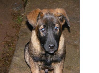 3 Malinois-Mix-Welpen suchen liebevolles Zuhause 