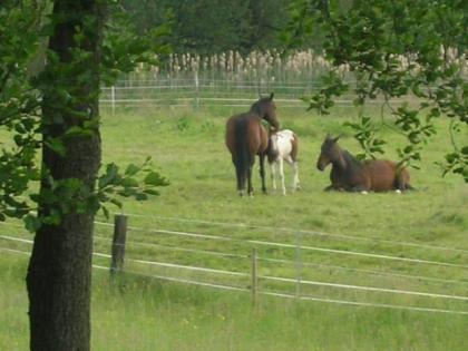 1-2 Weideplätze in 34270 Schauenburg-Elgershausen frei!