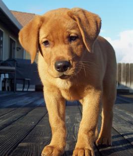 Labrador Welpen ein liebevolles Zuhause