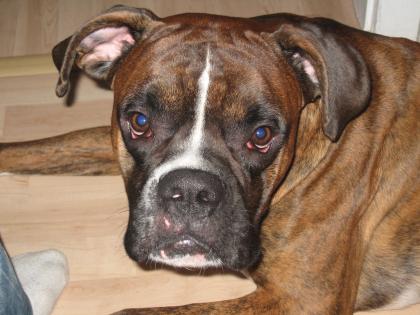 Hübscher Boxer zum Decken bereit!!!