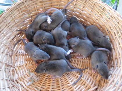 Rattenbabys in Agouti Ende April abzugeben, nähe Siegburg