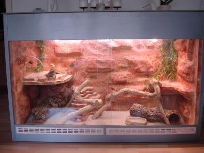 Bartagamen Pärchen mit Top Terrarium 160x70x105