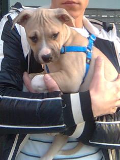 American Pitbull/Staffordmix 11 Wochen alt..