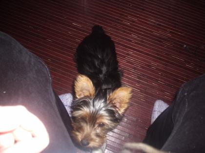 4monate alten yorkie