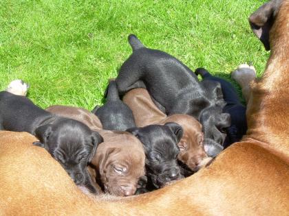 Rhodesian Ridgeback/Weimaraner Welpen  Ridgeraner 