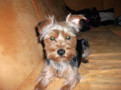 9 Monate junger Yorkshire Terrier Welpe