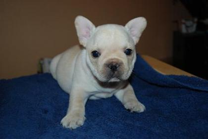 Französische Bulldogge in der Farbe Creme 