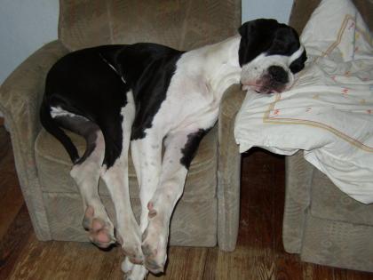 Dt.Dogge sucht neues Zuhause