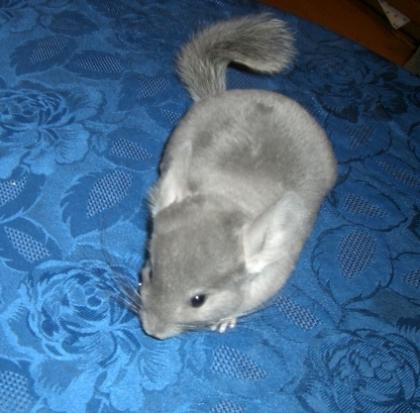 Afro Violett Chinchilla