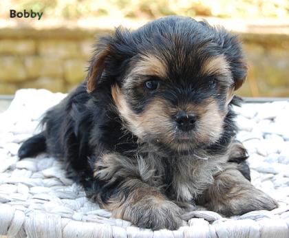 2 Junge Yorkshire Terrier suchen ein neues zu Hause!