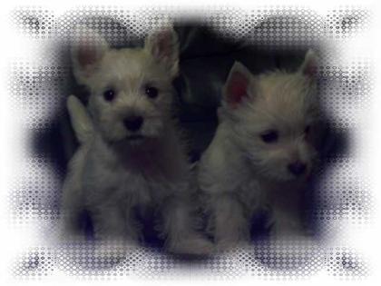 West Highland White Terrier Welpen