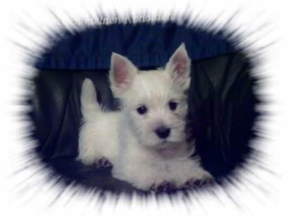 Top West Highland White Terrier Welpen