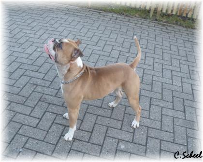 Reinrassiger American Bulldog Rüde Bully Typ