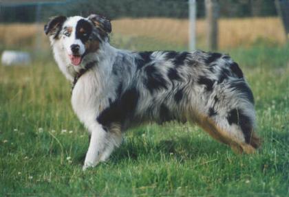 Australian Shepherd Welpen