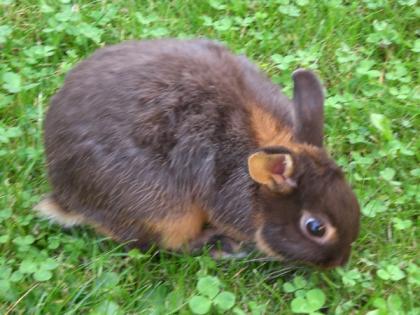 Loh farbene Zwergkaninchen zu verkaufen