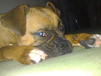 Boxerweibchen