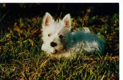 Westhighland Terrier Welpen mit Stammbaum  