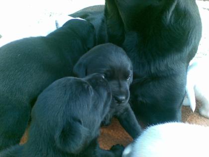 Labrador Retriever Welpen in schwarz