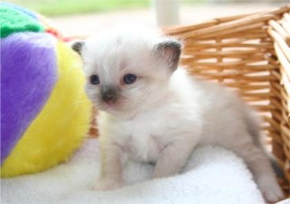 Heilige Birma Babys....