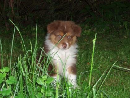 Australian Shepherd Welpen