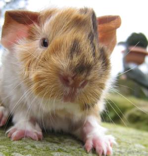 Peruaner Meerschweinchen Babys abzugeben