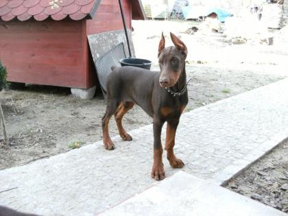 Dobermann Welpen aus Championverpaarung