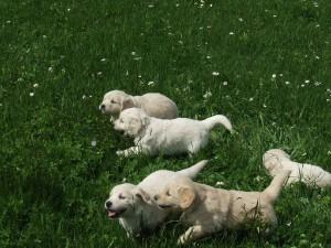 Golden Retriever-Welpen, hervorragend sozialisiert