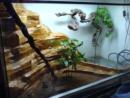 1.1 Basiliscus plumifrons (Stirnlappenbasilisk) mit Terra und Technik