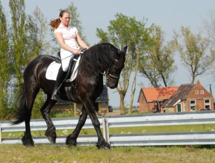 8 Jahre Wallach Friese Pferd bereit