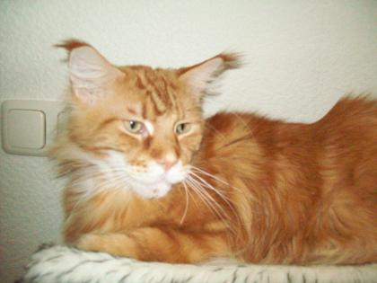 Maine Coon s an liebe Menschen abzugeben