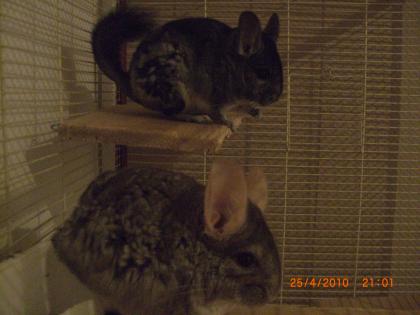 2 Süße Chinchillas zu verkaufen