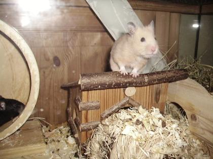 Süsse Hamsterkinder...