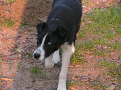 Wunderschöne husky-mix sucht ein zuhause