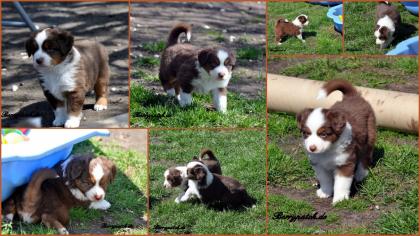 Wunderschöne Mini Australian Shepherd Welpen in red und black tri