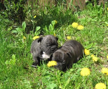 Franzosische Bulldogge Geschwister