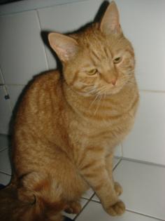 Karthäuser-Mix-Kater,1,5 Jahre...Rot....schnurrt den ganzen Tag!!!!