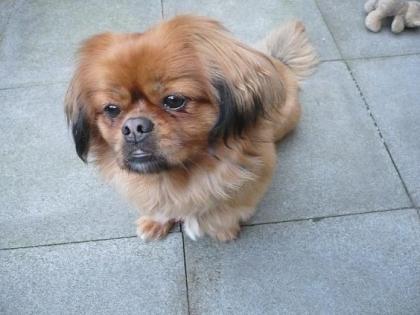 Pekingese Löwchen abzugeben