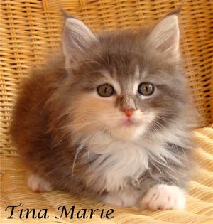 Zauberhafte Maine Coon Babys