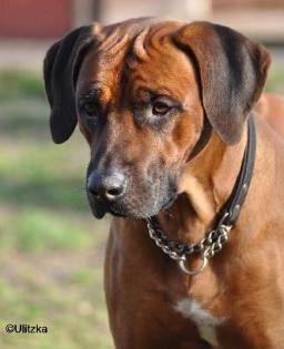 Rhodesian Ridgeback Welpen