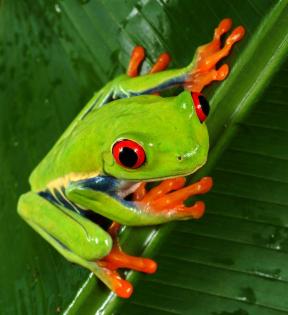 2,1 Rotaugenlaubfrösche - Agalychnis callidryas