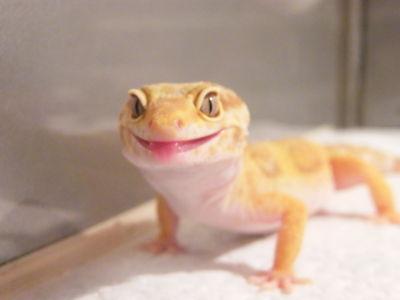 Kronengeckos, Leopardgeckos, Phelsumen abzugeben Top Tiere