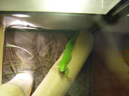 Phelsuma grandis / Großer Madagaskar-Taggecko 2 Weibchen